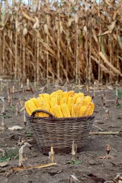 Corn harvesting 库存照片