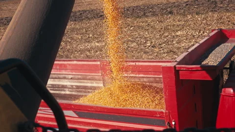 Corn harvesting process in summer Stock Footage 242438591