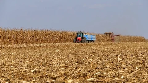 Corn harvesting on sunny fall day. Stock Footage 84186552