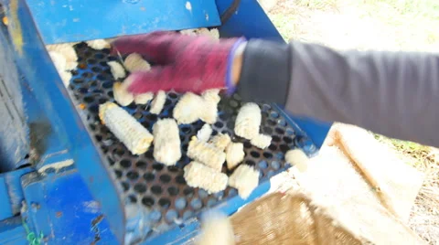 Corn that has been cultivated. Stock Footage 57130885
