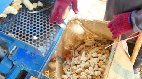 Corn that has been cultivated. Stock Footage 57132323