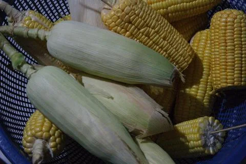 Corn that has been peeled and is not in the basket Stock Photos