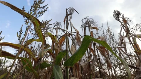 Corn has dried up in the field, dry leaves of corn Stock Footage 218314672