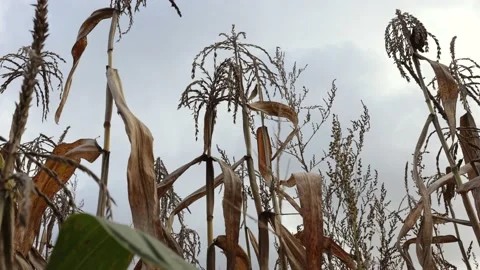 Corn has dried up in the field, dry leaves of corn Stock Footage 218314713