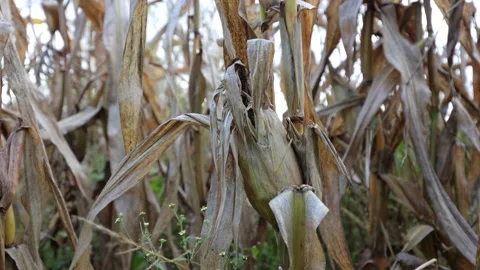 Corn has dried up in the field, dry leaves of corn Stock Footage 218314715