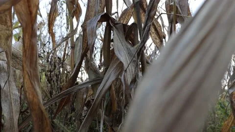 Corn has dried up in the field, dry leaves of corn Stock Footage 218314745