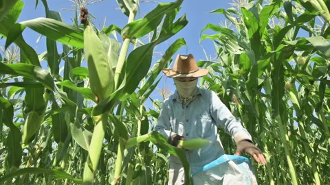 Corn that has reached full maturity is being harvested by farmers. Stock Footage 224351039