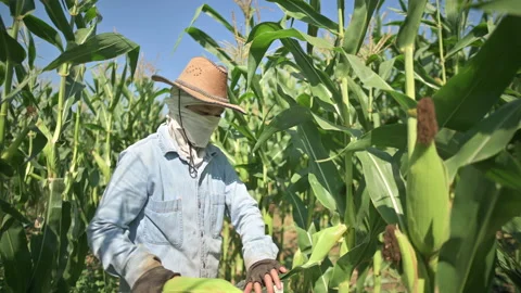 Corn that has reached full maturity is being harvested by farmers. Stock Footage 224351068