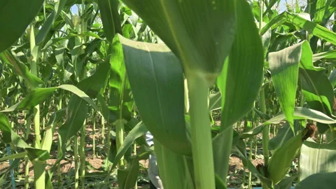 Corn that has reached full maturity is being harvested by farmers.(slide right) Stock Footage 224351127