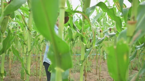 Corn that has reached full maturity is being harvested by farmers.(slide right) Stock Footage 224359558