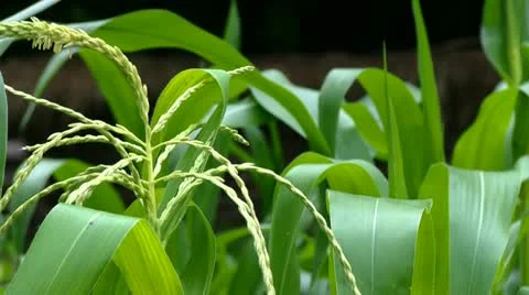 Corn Head Stock Footage 11911878