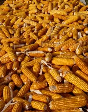 Corn heads of cabbage. Stock-Fotos