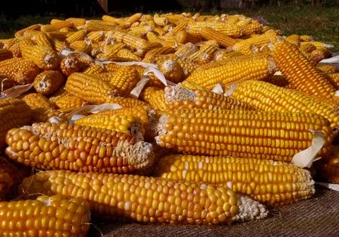 Corn heads of cabbage. Stock-Fotos