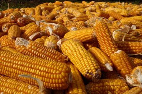 Corn heads of cabbage. Stock-Fotos