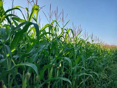 Corn heads on the field Fotos de archivo