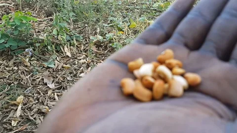 Corn Held in Hand  co Stock Footage 116622258