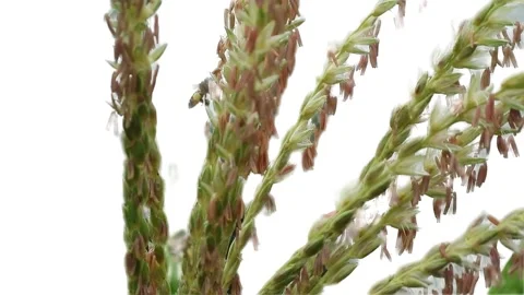 Corn honey bees Stock-Footage 330677703