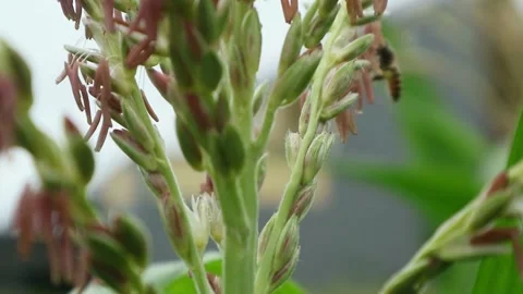 Corn honey bees Stock-Footage 330677704