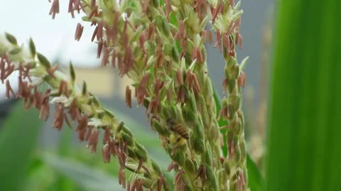 Corn honey bees Stock-Footage 330677724