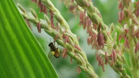 Corn honey bees Stock-Footage 330677725