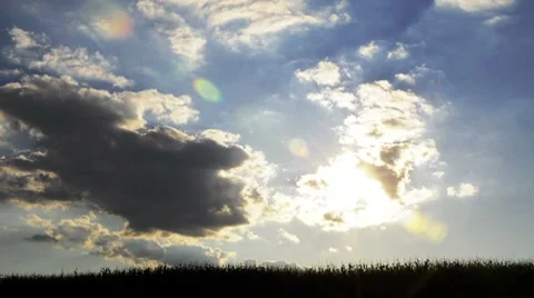 Corn horizon Video stock 8518936