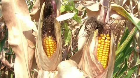 Corn in Husk amid Drought Видео 12576603