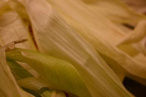 Corn husk close-up Stock Photos