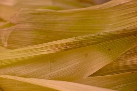 Corn husk close-up texture Stock Photos