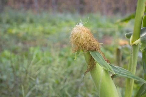Corn husk closeup Stock Photos