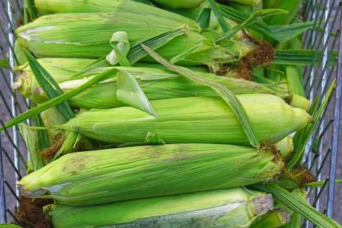 Corn in husk Stock Photos