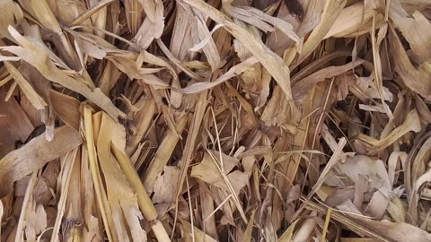 Corn Husk Texture in Rustic Agricultural Setting, Perfect for Nature Projects Stock Footage 296143347