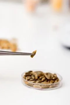 Corn hybrid selection genetic biotechnology Foto stock