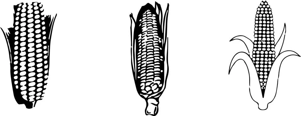 Corn icon on color background Stock Illustration