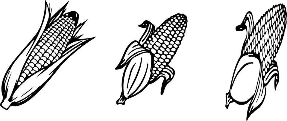 Corn icon on color background Stock Illustration
