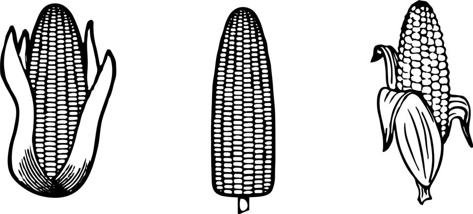 Corn icon on color background Stock Illustration