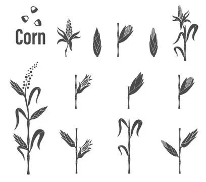 Corn icon - vector illustration. Stock Illustration