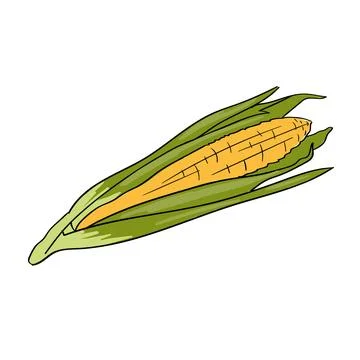 Corn. IIsolated illustration on white background Stock Illustration