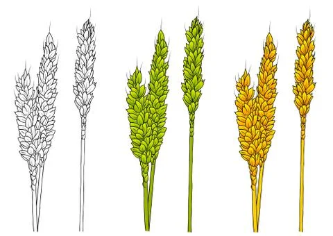Corn Illustrazione stock