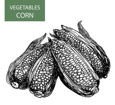 Corn Stock Illustration