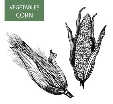 Corn Stock Illustration