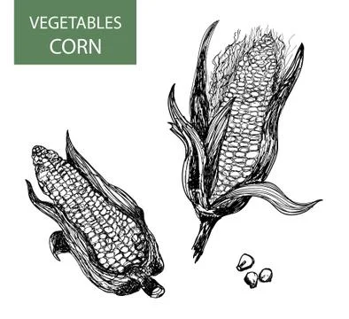Corn Stock Illustration