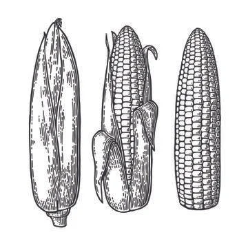 Corn  Stock Illustration