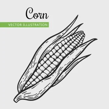 Corn Stock Illustration