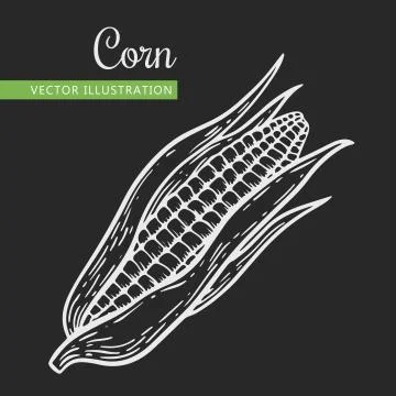 Corn Stock Illustration