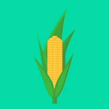 Corn Stock Illustration