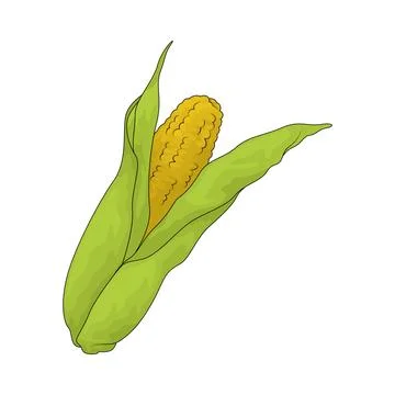 Corn illustration Stock Illustration