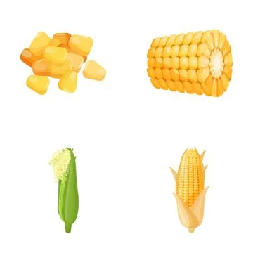 Corn illustrations showing maize cob kernels agriculture Stock Illustration