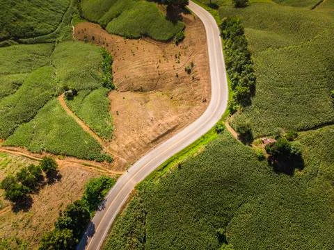 Corn industry on the Mountain in Thailand. 写真素材