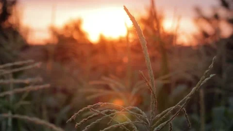 Corn inflorescences sway close-up in the wind in the rays of the setting sun. Stock Footage 157872132