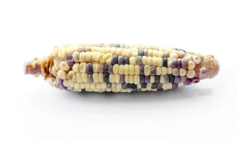 Corn on isolate Фото